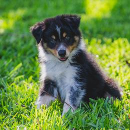 Orange - Tri-color male Border Collie puppy in Blue Ridge, Georgia from Hill Valley Border Collies