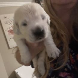 Boy 2 - Light golden Golden Retriever puppy in Galt, California from Golden Hearts Ranch English Cream Retrievers