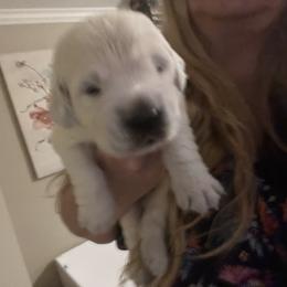 Boy 2 - Light golden Golden Retriever puppy in Galt, California from Golden Hearts Ranch English Cream Retrievers