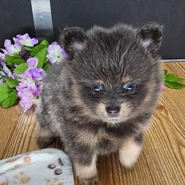 Pepper's Billie Jean - Billie - Blue and tan female Pomeranian puppy in Plant City, Florida from Pepper's Pomeranians