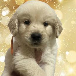 Orange male - Golden male Golden Retriever puppy in Jesup, Georgia from Painted Platinum Retrievers (Painted Platinum Kennel) PPK