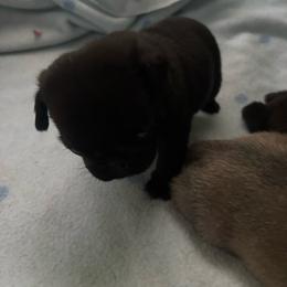 Lover Too - Black male Pug puppy in Arabi, Georgia from Von Webb Pups