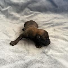 Zira - Sable female Working Dog Cross puppy in Sheridan, Arkansas from Dark Sky Kennels