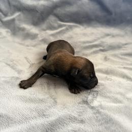 Zira - Sable female Working Dog Cross puppy in Sheridan, Arkansas from Dark Sky Kennels