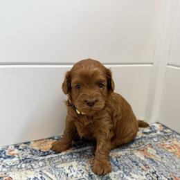 Zara Toy F1b - Red female Cavapoo puppy in Wamego, Kansas from Doodles of Oz
