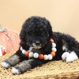 Glitter - Tri-color female Bernedoodle puppy in Scottsville, Kentucky from Barren River Bernedoodles and Poodles
