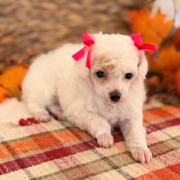Dolly - Cream female Poodle puppy in Lavonia, Georgia from Peach Blossom Kennels