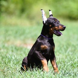 Nymeria - Black and rust female Doberman Pinscher puppy in Rockwall, Texas from Elitehaus