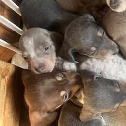 Dachshunds from Laura Gibbs