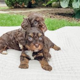 Mocha - Munchkin Bernedoodle - Tri-color female Bernedoodle puppy in Sharpsburg, Georgia from Steindoodles