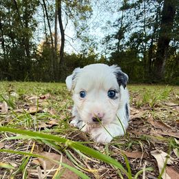 Hermione - Blue merle female Miniature Australian Shepherd puppy in Lacombe, Louisiana from Indigo River Toy & Mini Aussies