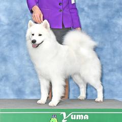 Taffy - Samoyed