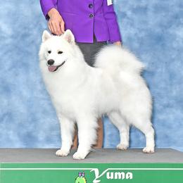 Taffy - Samoyed