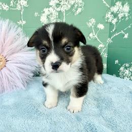 Ohio - Black and white female American Corgi puppy in Scottown, Ohio from Wyndy Ridge Corgis