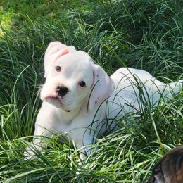 Boxer Puppies from Vincenza Boxers