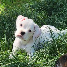 Boxer Puppies from Vincenza Boxers
