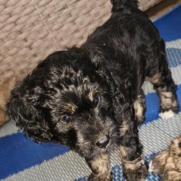 Cricket - Black tri-color male Aussiedoodle puppy in Indiahoma, Oklahoma from Phamily Doodles