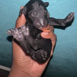 Girl 3 - Black Poodle puppy in Valdosta, Georgia from Posh Poodles