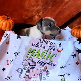 Luck - Blue white and tan male Rat Terrier puppy in Booneville, Mississippi from Emerald Rat Terriers