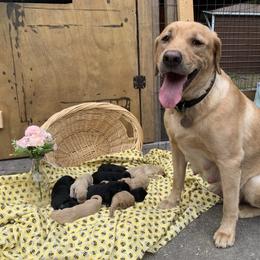 Black Female - Black female Labrador Retriever puppy in Geneva, Florida from Salty Duck Retrievers