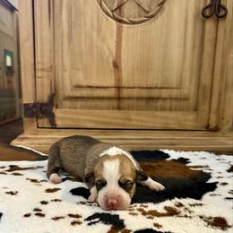 Boy 3 - Red male Pembroke Welsh Corgi puppy in Johnson City, Texas from McCall Creek Corgis
