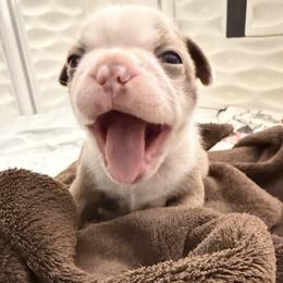 Ginger - Lilac female Boston Terrier puppy in Pahrump, Nevada from Lujan Ranch