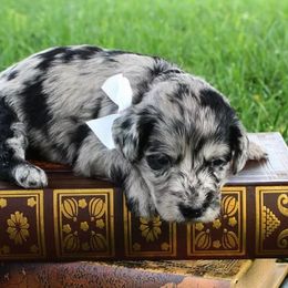 Goldendoodles from Clarksville Doodles