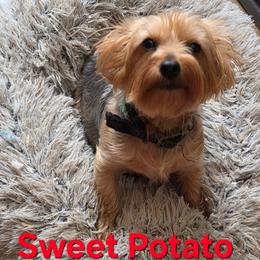 Tato - Yorkshire Terrier
