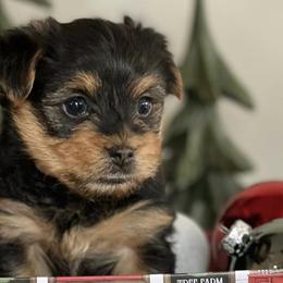 Yorkshire Terriers from Amanda's Yorkies