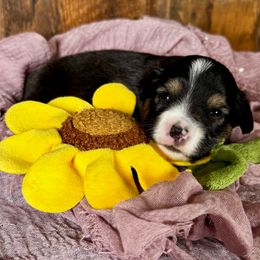 Merry - Black tri female Miniature American Shepherd puppy in Tonasket, Washington from V5 Aussies