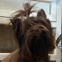 Miley - Yorkshire Terrier