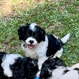 Video Timmy - Black and white male Cavapoo puppy in Eatonton, Georgia from TNT Puppies