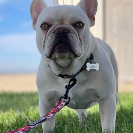 Arlo - French Bulldog