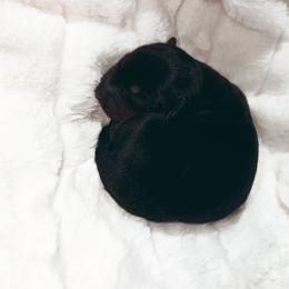 Groopert - Black and tan male Dachshund puppy in San Diego, California from Enchantables