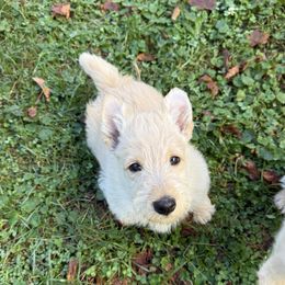 Green boy - Wheaten male Scottish Terrier puppy in Worthington, Ohio from Capstone Scottish Terriers