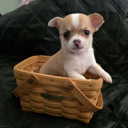 Hercules - Gold and white male Chihuahua puppy in Monterey County, California from Dei’s Chihuahuas