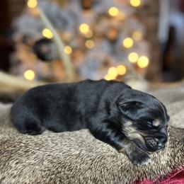 Miniature Australian Shepherd Puppies from Quartz Creek Aussies