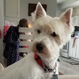 Riggins - West Highland White Terrier