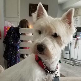 Riggins - West Highland White Terrier
