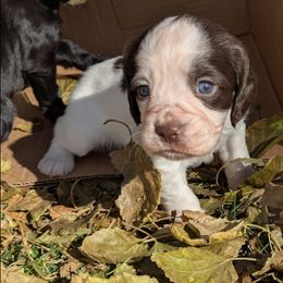 Working or hunting home only - Liver and white female English Cocker Spaniel puppy in Phillips, Nebraska from Fenloch Gundogs