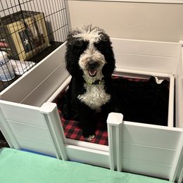 Bernedoodle puppies from Pyper Bernedoodles SATX
