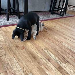 Labrador Retriever Puppies from Branley's Riverside Labradors