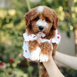Dahlia - Red  female Goldendoodle puppy in Rio Linda, California from GoldendoodlePaw