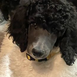 Girl 2 - Poodle puppy in Vancouver, Washington from Urban Hero Poodles