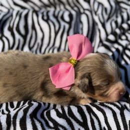Ginger - Red merle female Miniature Australian Shepherd puppy in Ambrose, Georgia from Brandilyn's Aussies