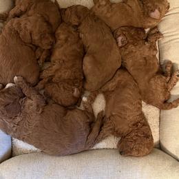 Labradoodle Puppies from California Double Doodles