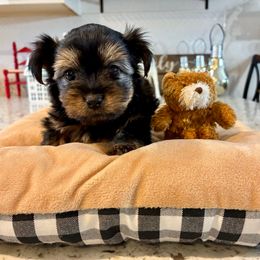 Antonio - Black and tan male Yorkshire Terrier puppy in Yuma, Arizona from Yuma Yorkie