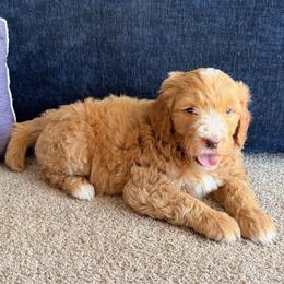 Simon - Parti male Goldendoodle puppy in Barstow, California from Golden Desert Doodles