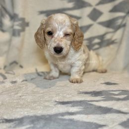 Stefan - Cream male Dachshund puppy in Ceres, California from Rockin' M’s LilBitty Dachshunds (LBD)
