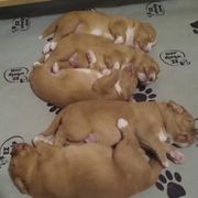 Nova Scotia Duck Tolling Retrievers from Sunrise Tollers